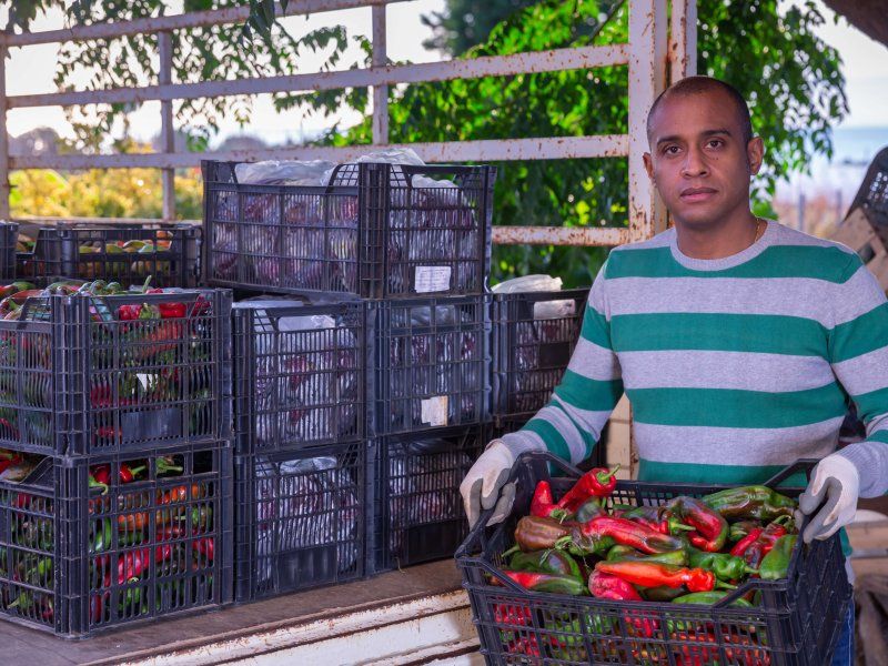 Transport practices for peppers